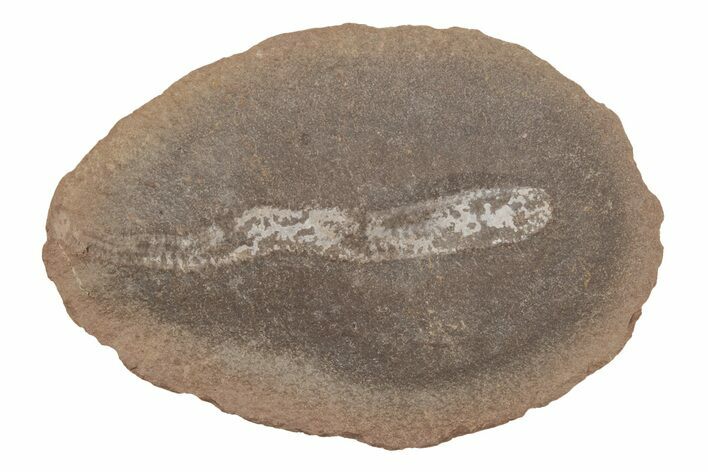 Didontogaster Fossil Worm - Mazon Creek #218311